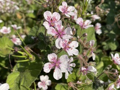 Erodium trifolium