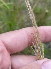 Festuca sciurea