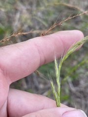 Festuca sciurea
