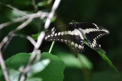 Papilio ornythion ornythion