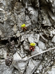 Sedum litoreum