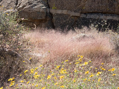 Muhlenbergia porteri