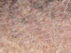 Muhlenbergia porteri