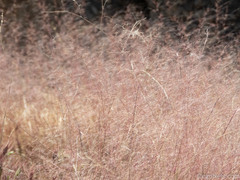 Muhlenbergia porteri