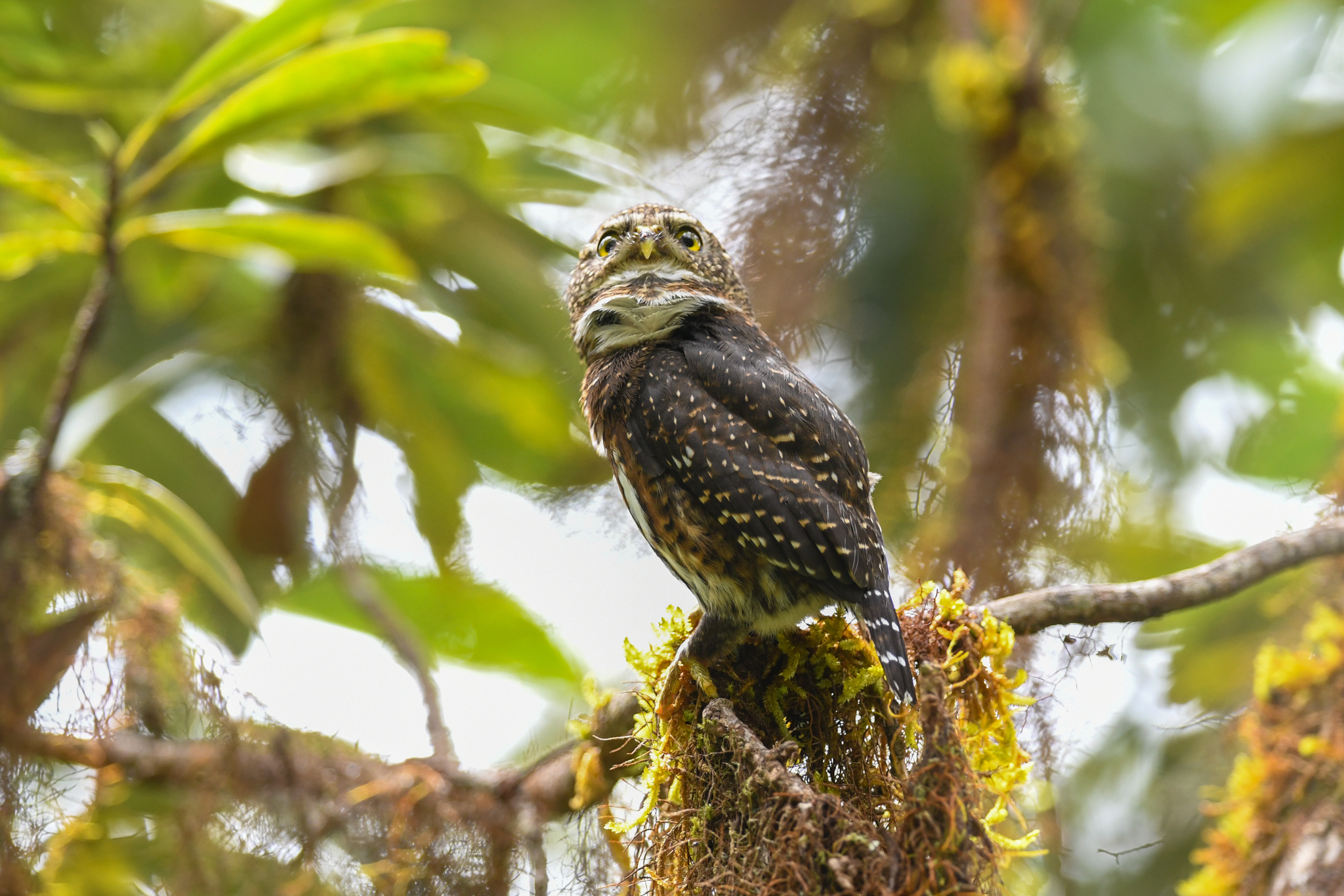 Costa Rican Pygmy-Owl illustration