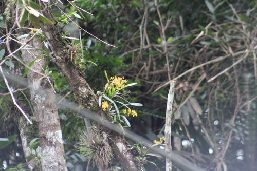 Image of Oncidium chrysomorphum by (c) GERMAN LEONEL SARMIENTO CRUZ, some rights reserved (CC BY)