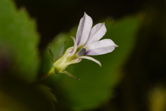 Lobelia longicaulis