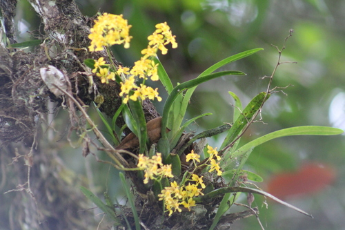 Image of Oncidium chrysomorphum by (c) GERMAN LEONEL SARMIENTO CRUZ, some rights reserved (CC BY)