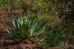 Agave chiapensis
