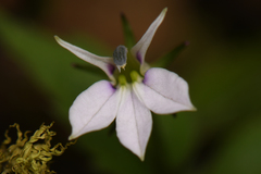 Lobelia longicaulis