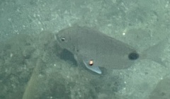 Diplodus holbrookii