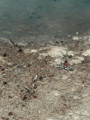 Erythemis simplicicollis