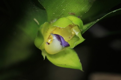Dichaea morrisii