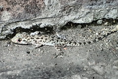 Cyrtopodion scabrum