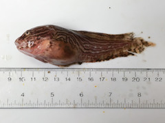 Nebulous Snailfish photo 5