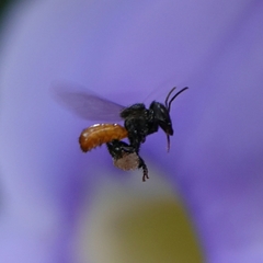 Trigona fulviventris