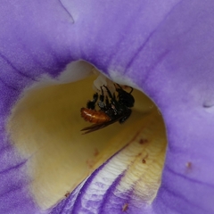 Trigona fulviventris