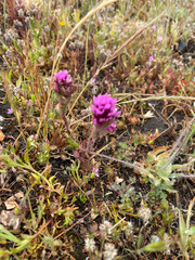 Castilleja exserta exserta