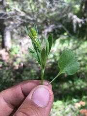 Ranunculus inamoenus