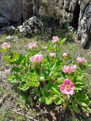 Paeonia mascula