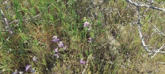 Collinsia concolor