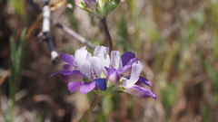Collinsia concolor