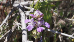 Collinsia concolor