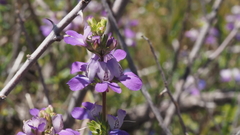 Collinsia concolor