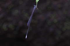 Teinobasis samaritis