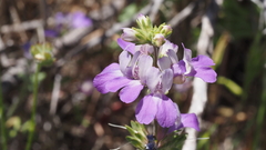 Collinsia concolor