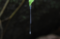 Teinobasis samaritis