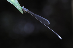 Teinobasis samaritis