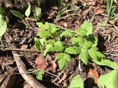 Osmorhiza depauperata