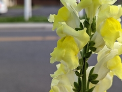 Antirrhinum majus