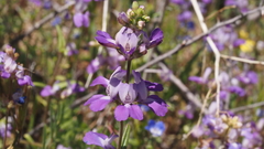 Collinsia concolor