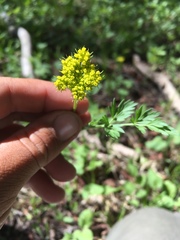 Cymopterus lemmonii