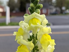 Antirrhinum majus