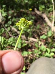 Cymopterus lemmonii