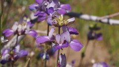 Collinsia concolor