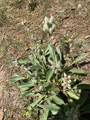 Lupinus westianus