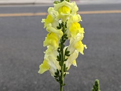 Antirrhinum majus