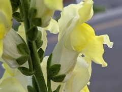 Antirrhinum majus