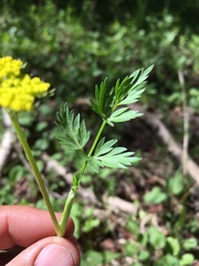Cymopterus lemmonii