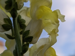 Antirrhinum majus