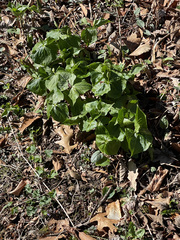 Trillium erectum