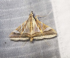 Agrioglypta excelsalis