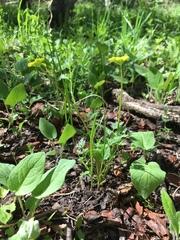 Cymopterus lemmonii