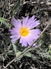 Xylorhiza