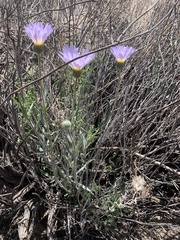 Xylorhiza