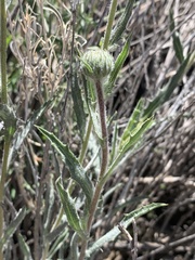 Xylorhiza